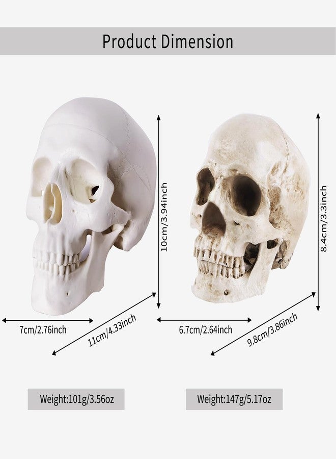 Haniforever 2-Pack Mini Skulls Décor, Human Skull Model Anatomy Skull Model for Studying,Tiny Resin Skulls, Drawing Model Skull Figurine, Small Skull Head for Students,Art Gift - Image 2